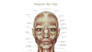 Disegno che spiega tutti i tipi di muscoli facciali