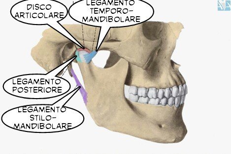 3. esercizio della mandibola